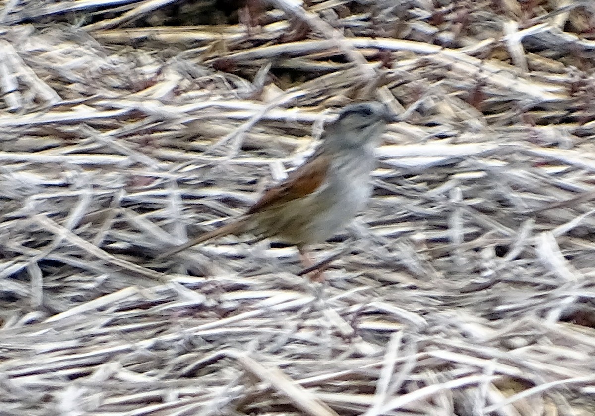 Swamp Sparrow - ML618445530