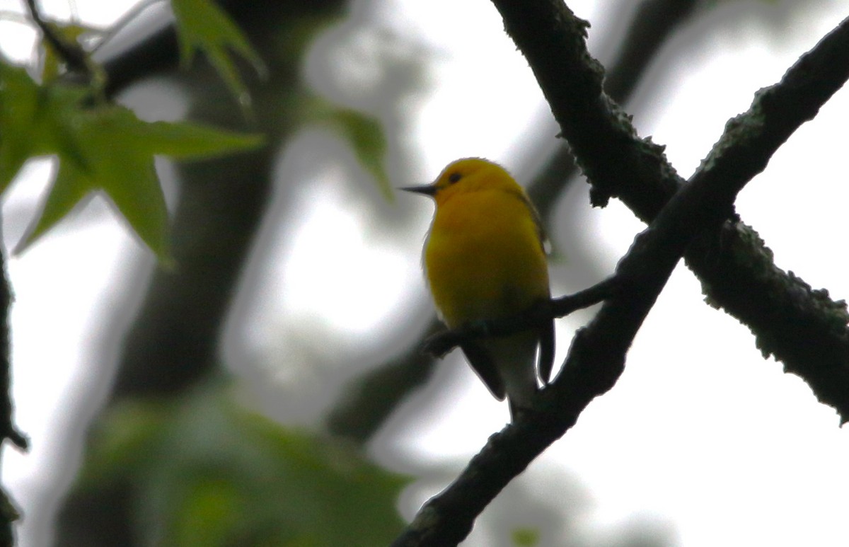 Prothonotary Warbler - ML618445548