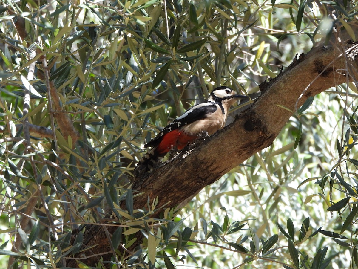 Great Spotted Woodpecker - ML618445550