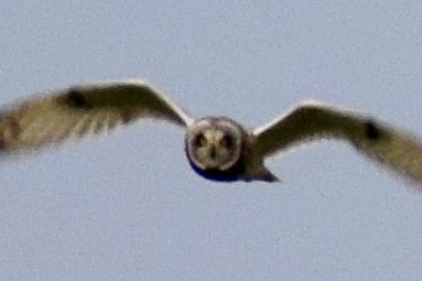 Short-eared Owl - ML618445560