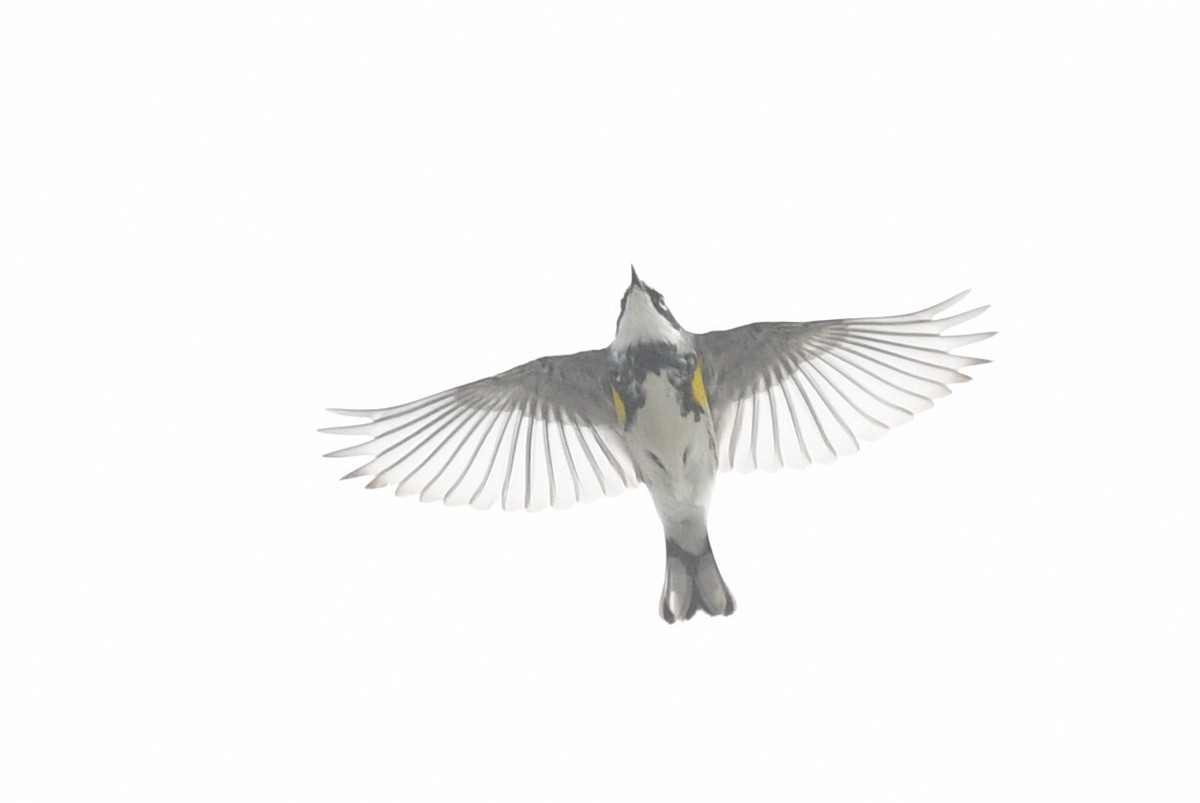Yellow-rumped Warbler (Myrtle) - ML618445573