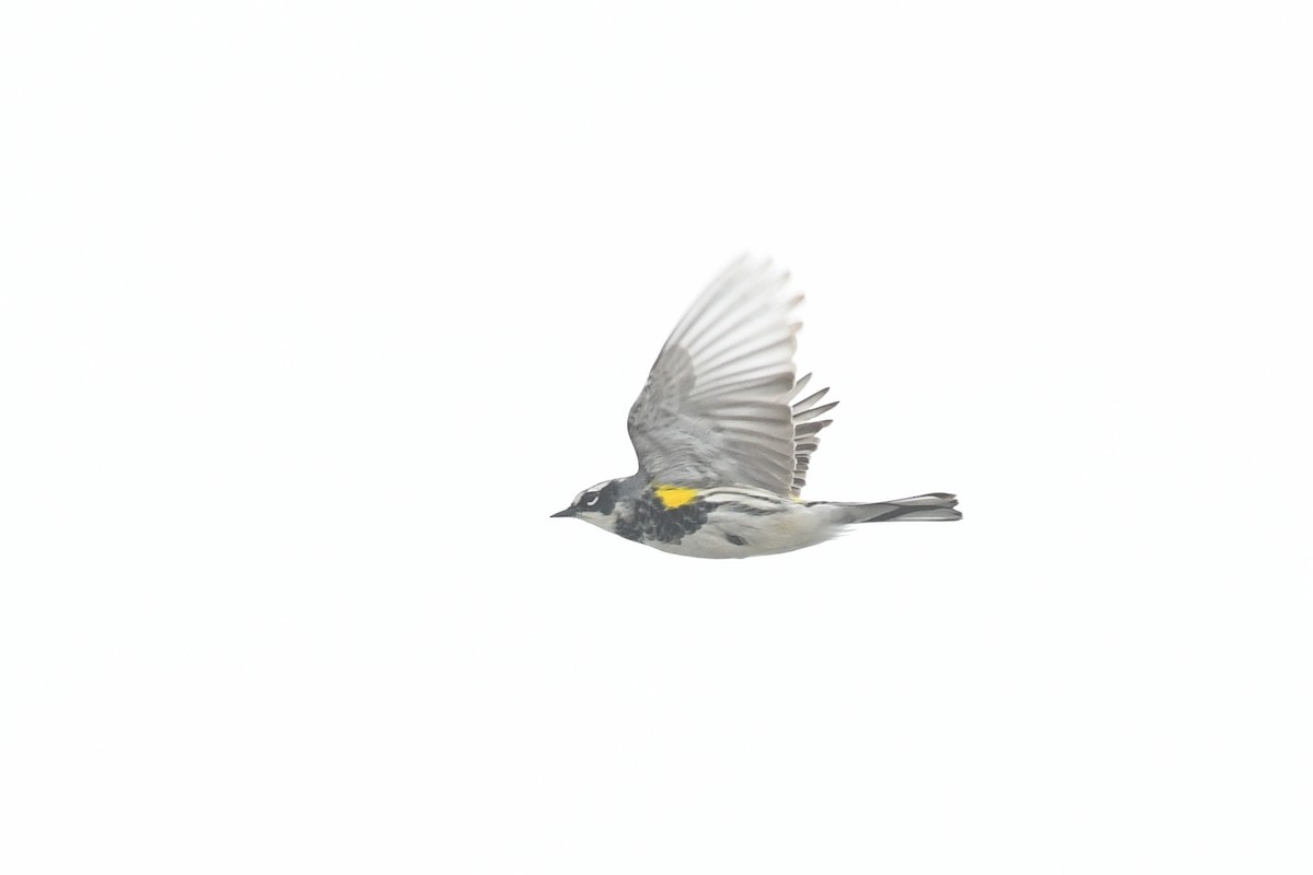Yellow-rumped Warbler (Myrtle) - ML618445577