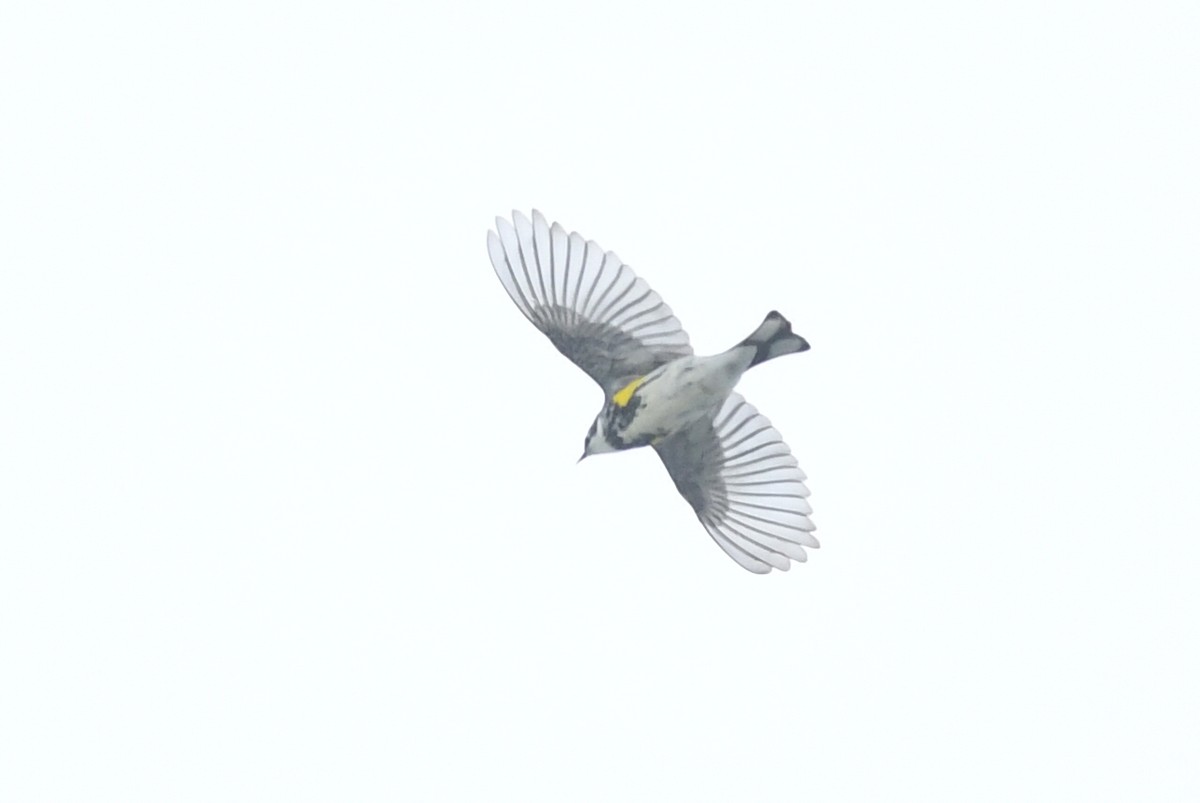 Yellow-rumped Warbler (Myrtle) - ML618445578