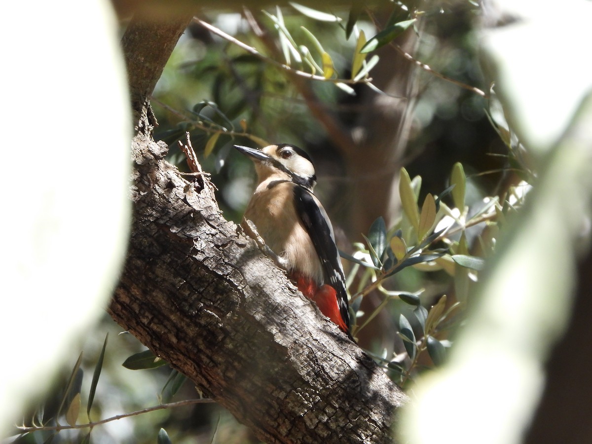 Great Spotted Woodpecker - ML618445606