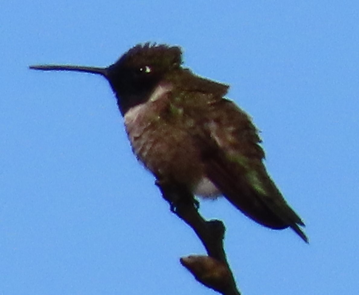 Black-chinned Hummingbird - ML618445639