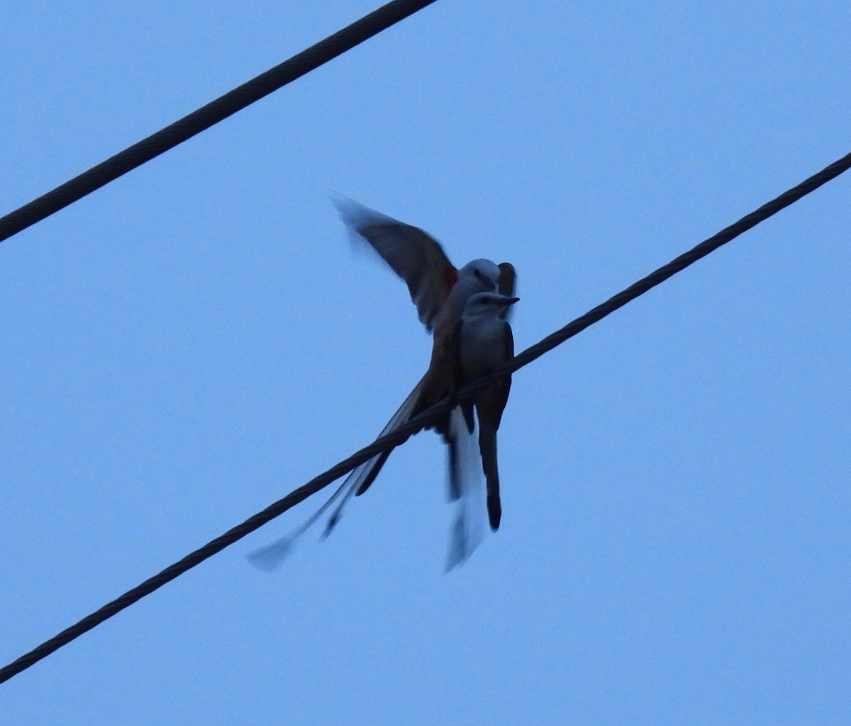 Scissor-tailed Flycatcher - Shelia Hargis