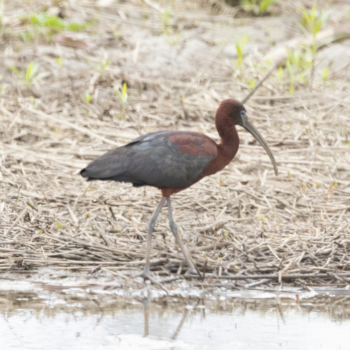 ibis hnědý - ML618445687