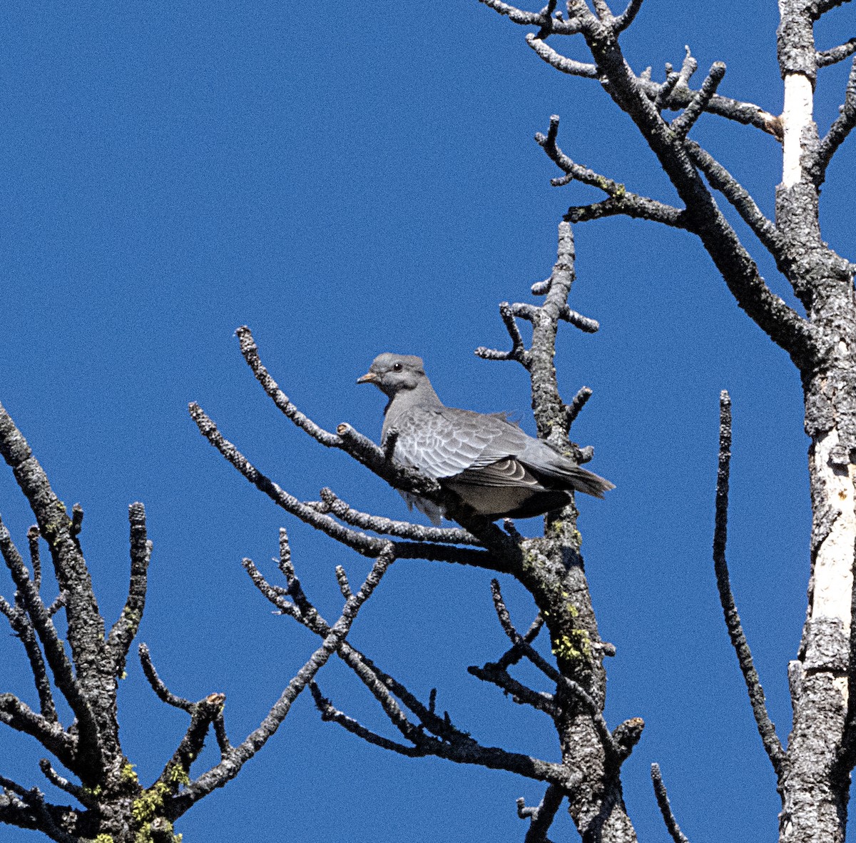 Band-tailed Pigeon - ML618445690