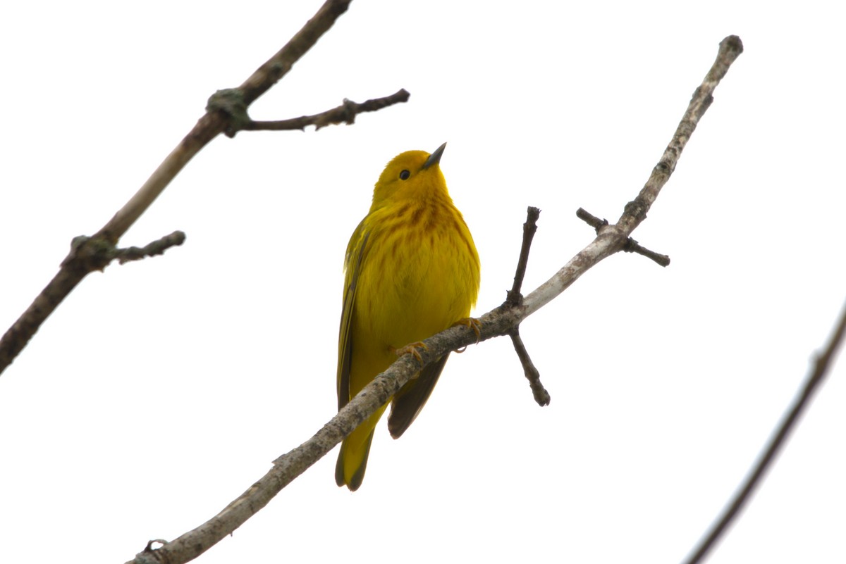Yellow Warbler - ML618445698