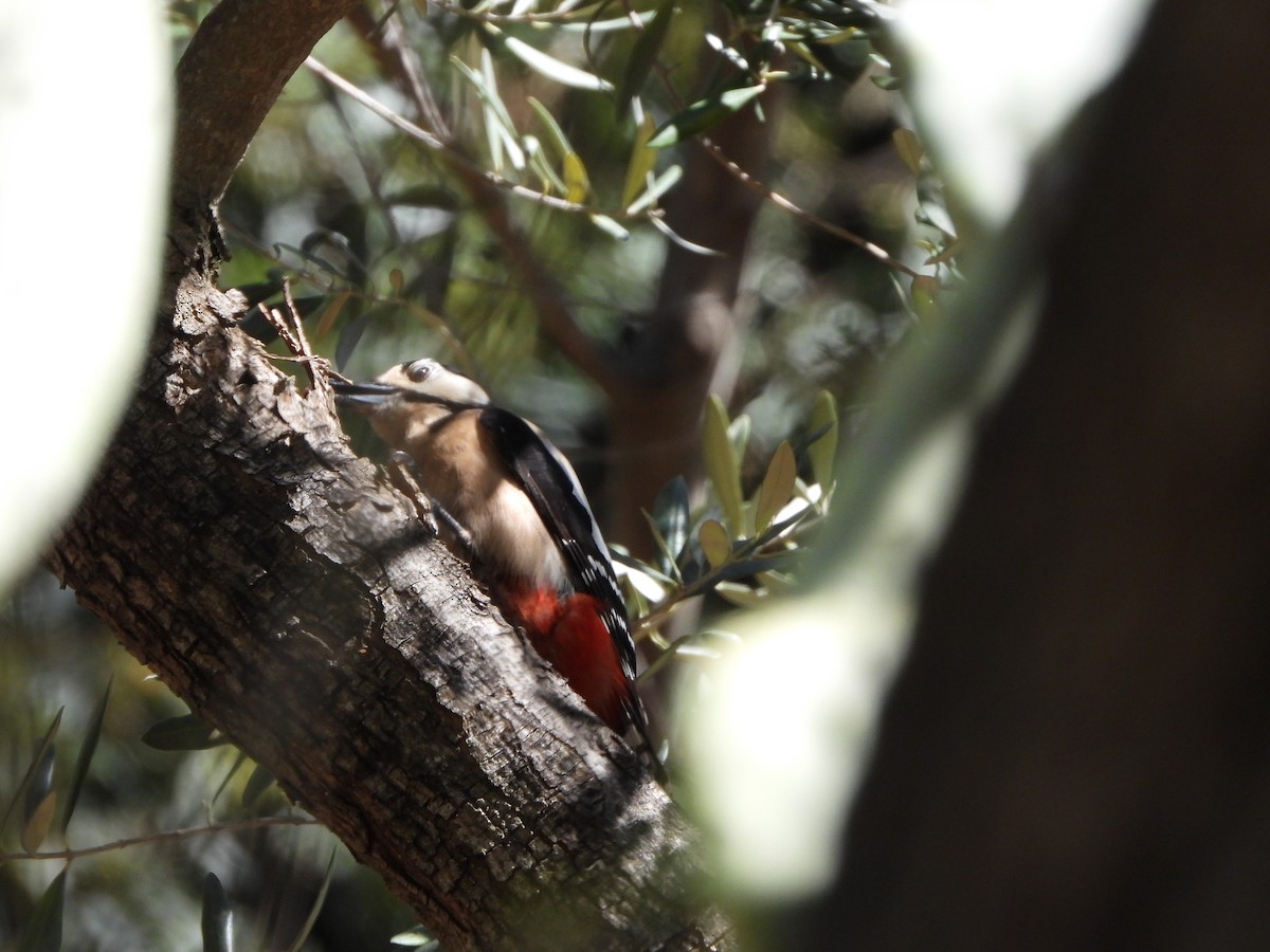 Great Spotted Woodpecker - ML618445699
