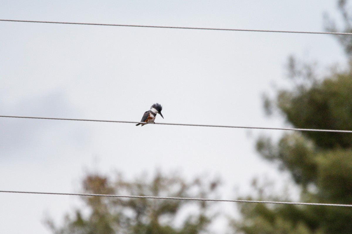 Belted Kingfisher - ML618445721