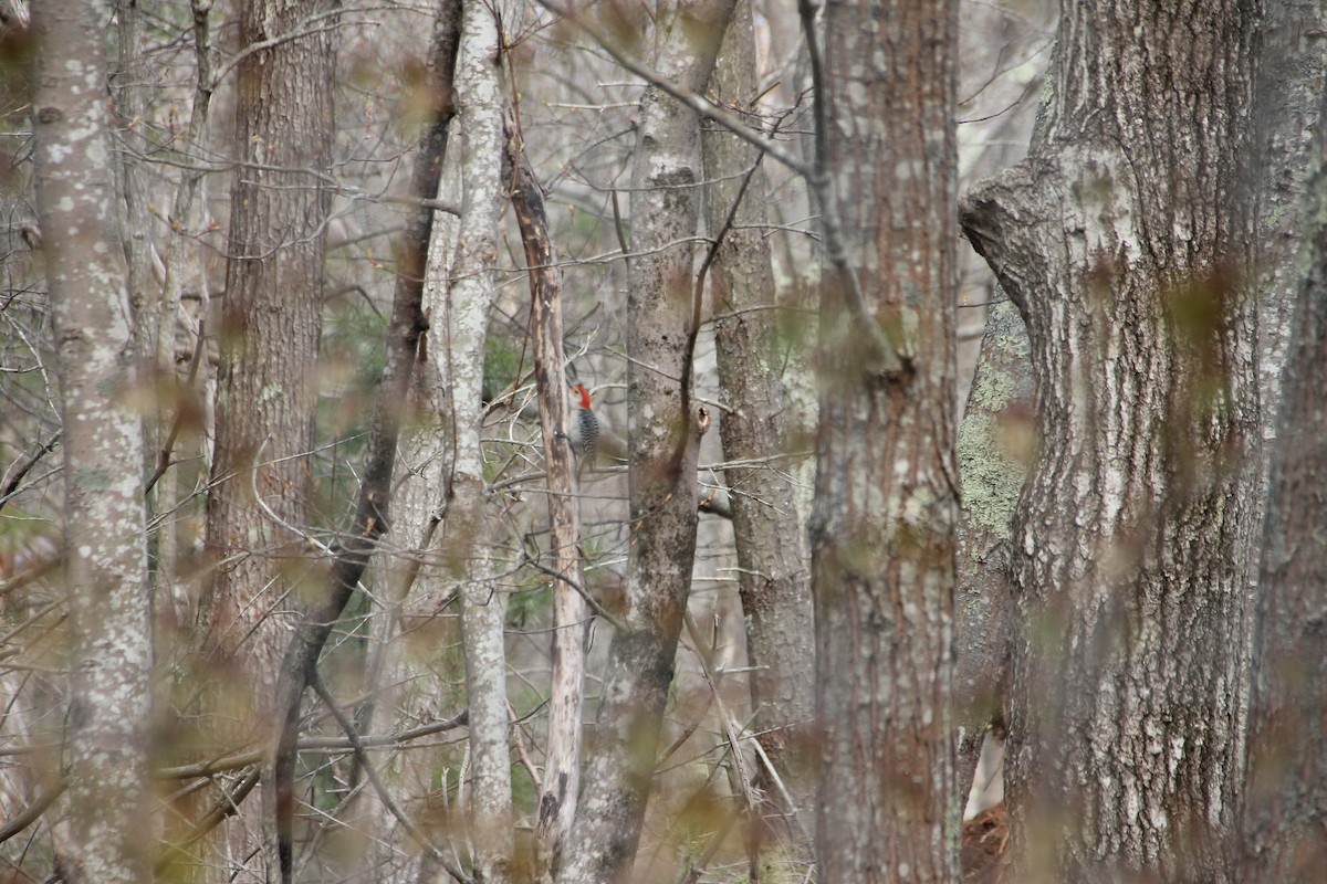 Red-bellied Woodpecker - ML618445755