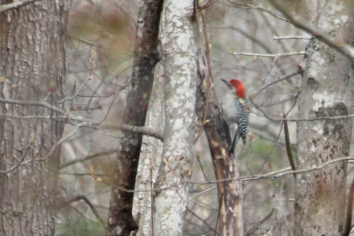 Red-bellied Woodpecker - ML618445765