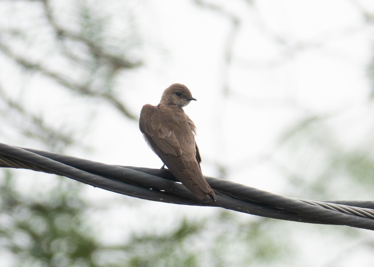 Northern Rough-winged Swallow - ML618445779
