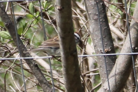 Chipping Sparrow - ML618445846