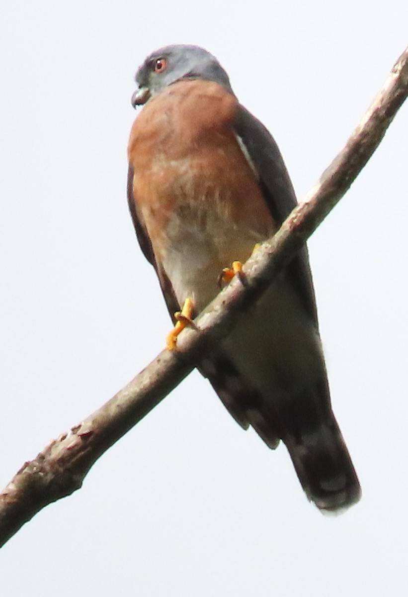 Double-toothed Kite - ML618446001