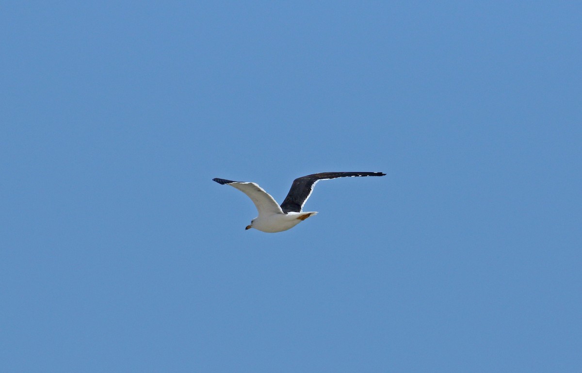 Lesser Black-backed Gull - ML618446007