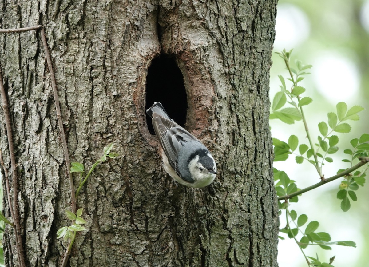White-breasted Nuthatch - ML618446033