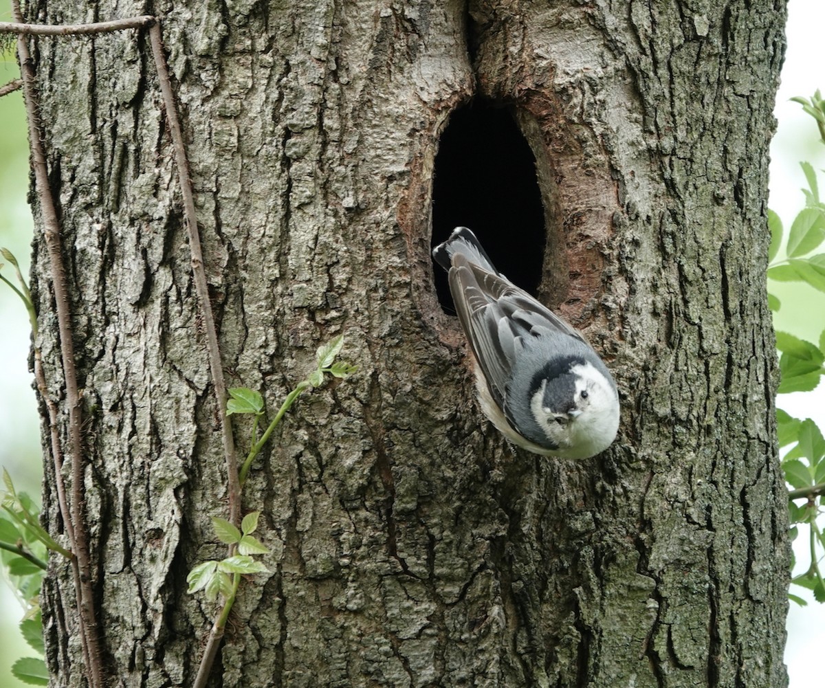 White-breasted Nuthatch - ML618446035
