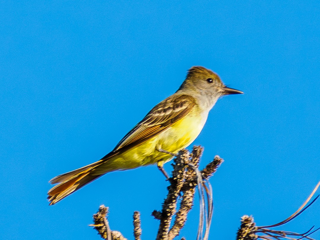 Great Crested Flycatcher - ML618446049