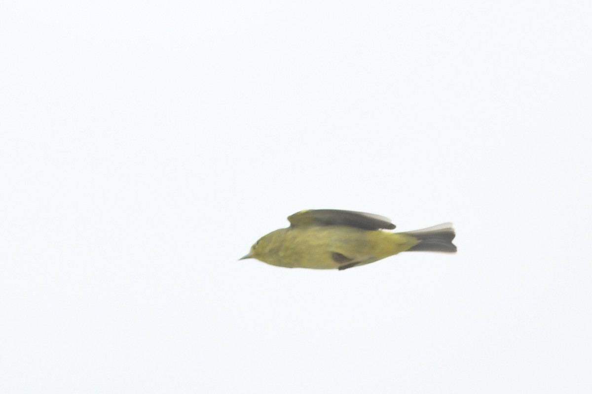 Orange-crowned Warbler - ML618446078