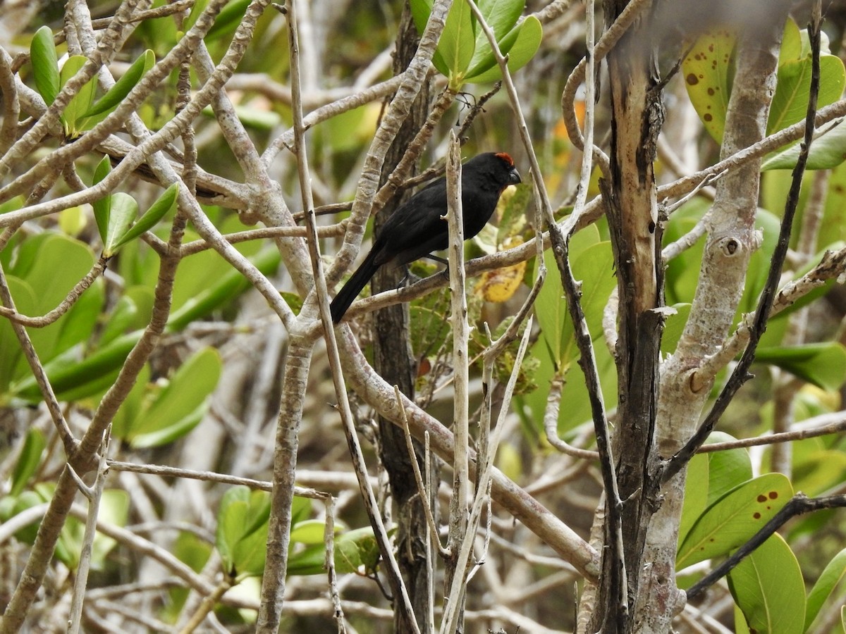 Greater Antillean Bullfinch - ML618446087