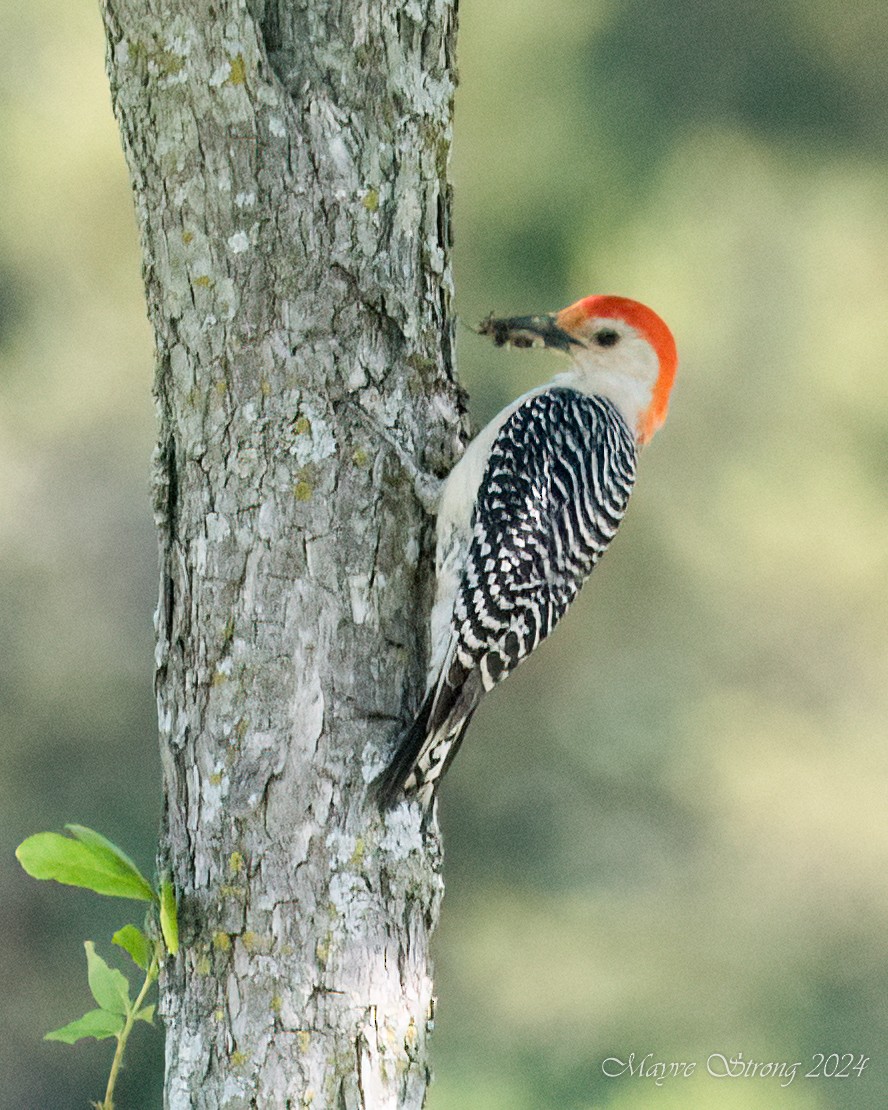 Red-bellied Woodpecker - ML618446104