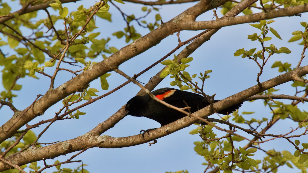 Red-winged Blackbird - ML618446123