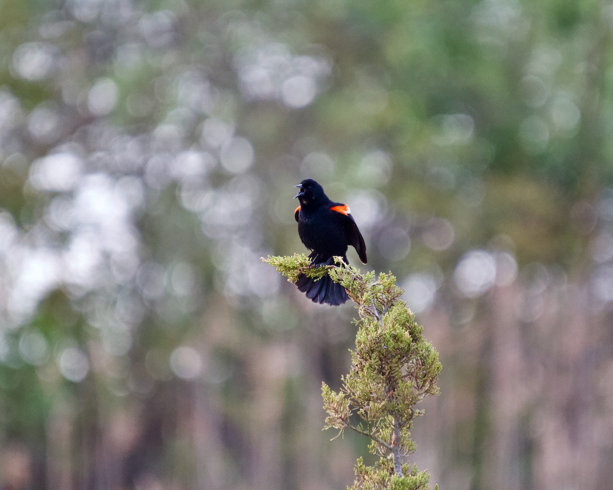 Red-winged Blackbird - ML618446138