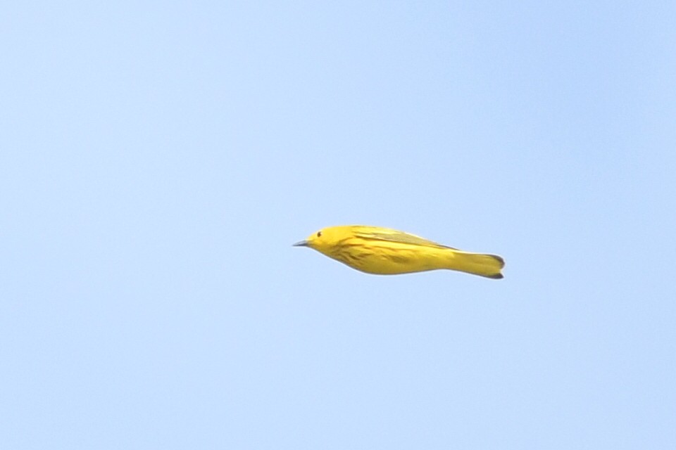 Yellow Warbler - ML618446243