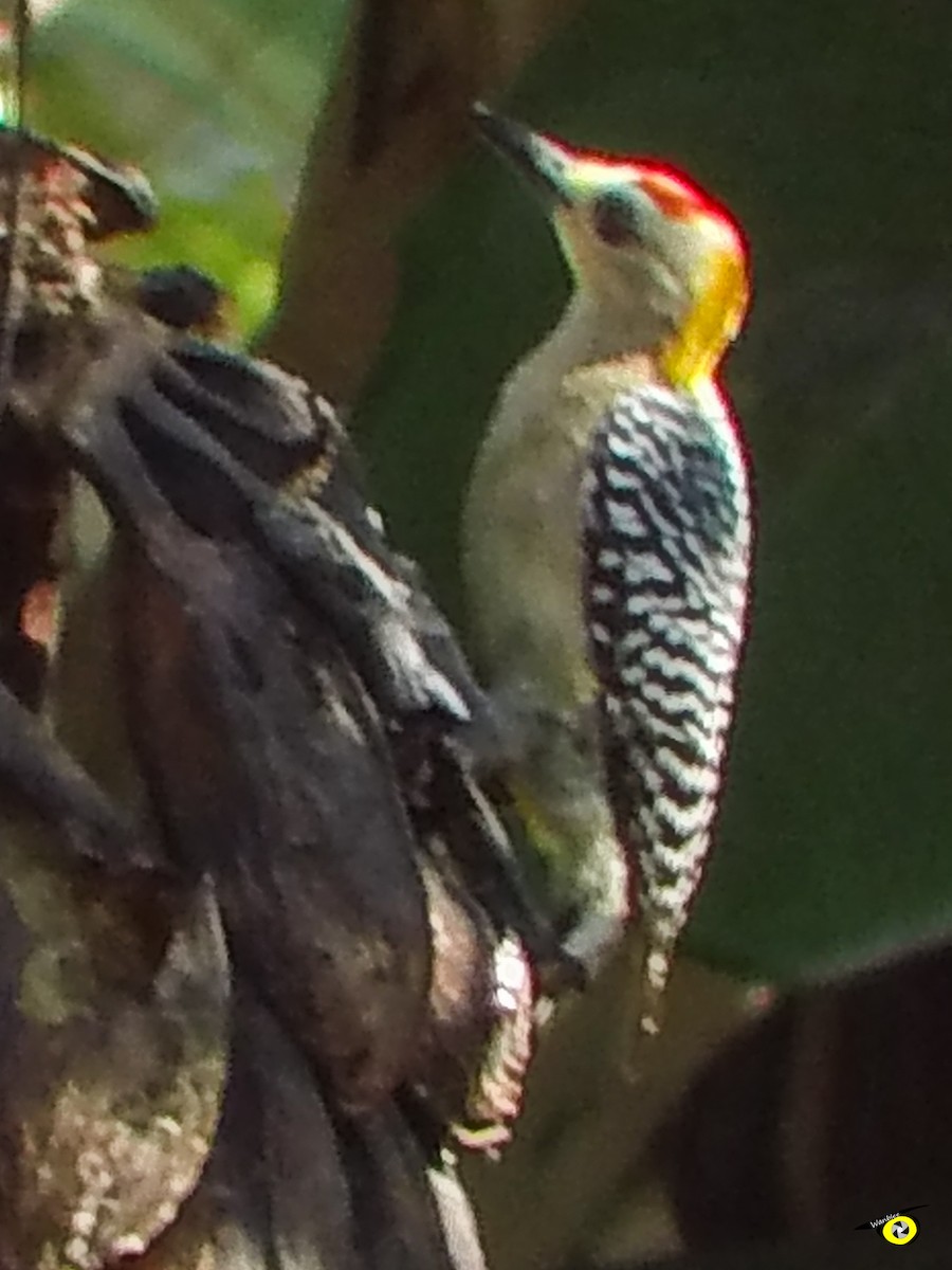Hoffmann's Woodpecker - ML618446273