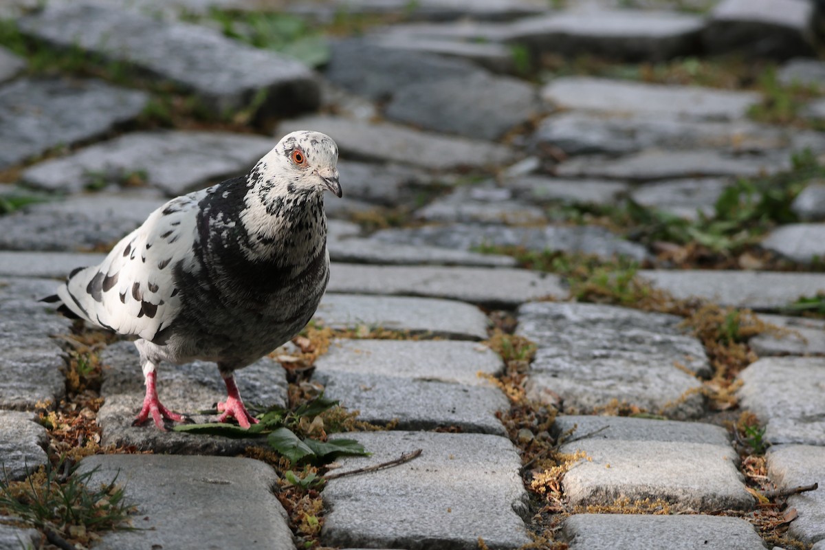 Rock Pigeon (Feral Pigeon) - ML618446286