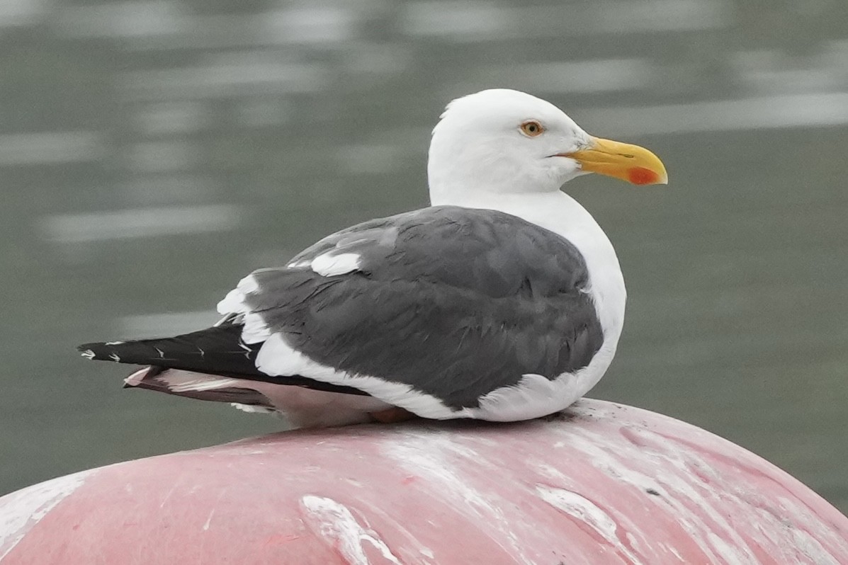 Yellow-footed Gull - ML618446313