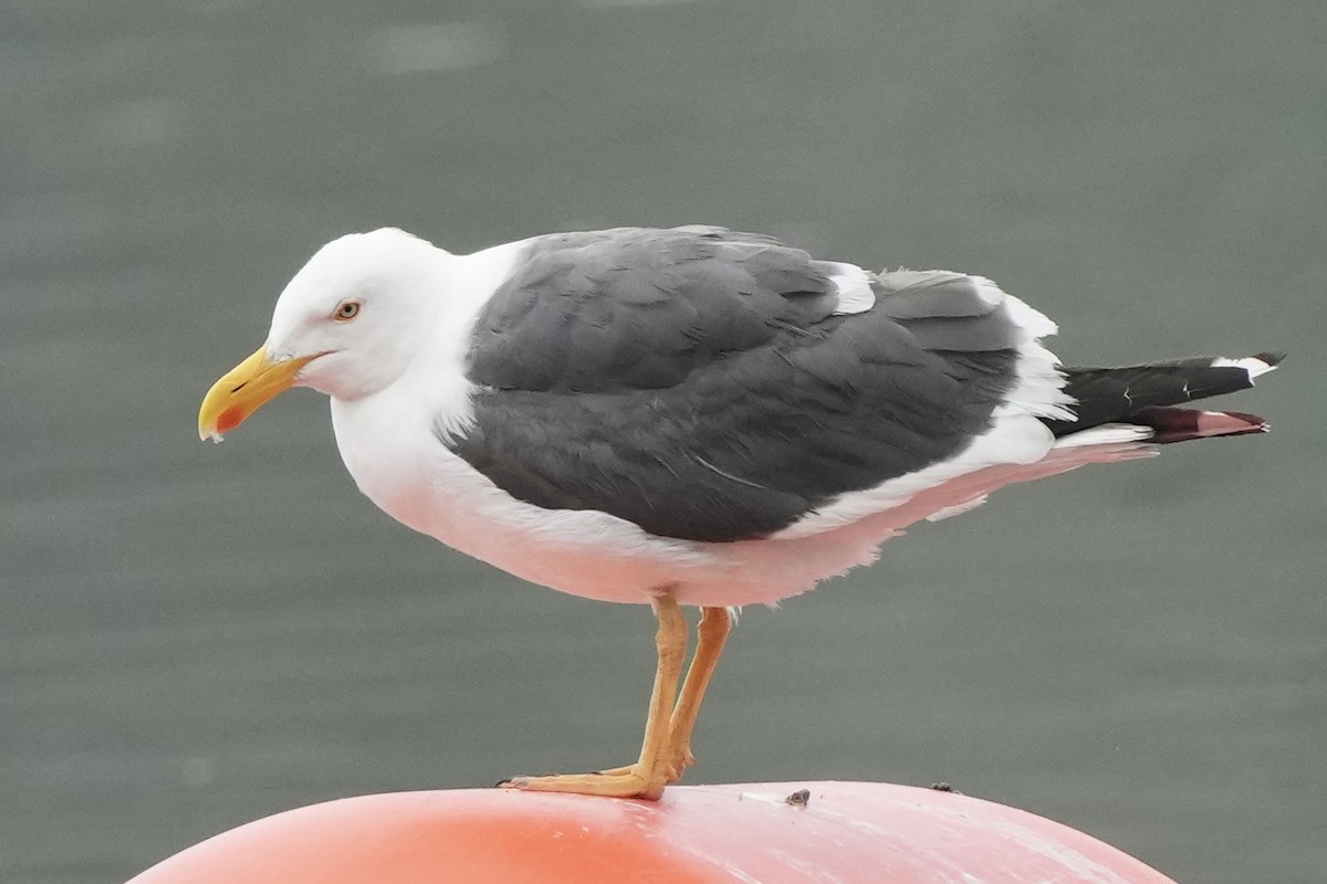 Yellow-footed Gull - ML618446314