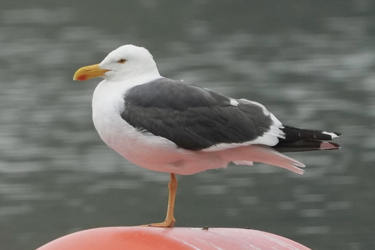 Yellow-footed Gull - ML618446315