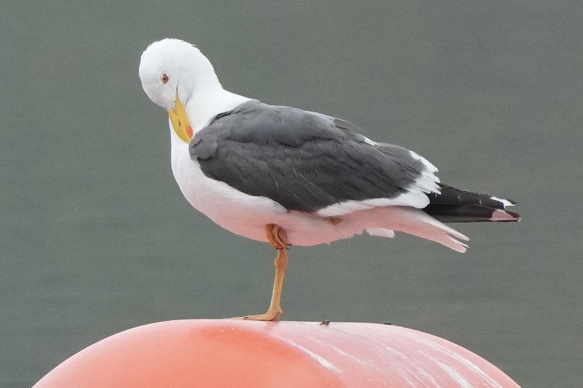 Yellow-footed Gull - ML618446317