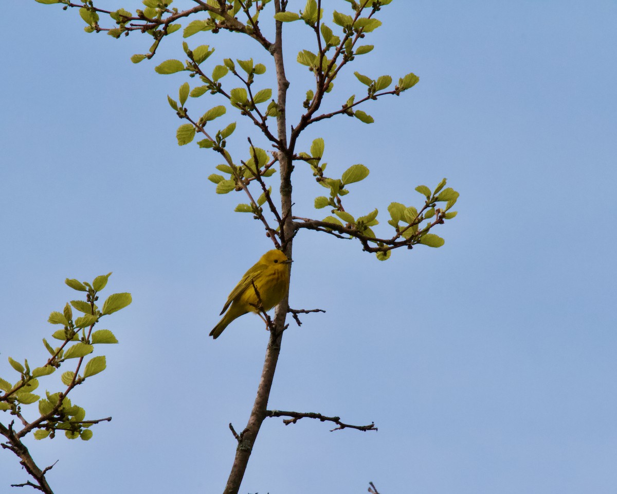 Yellow Warbler - ML618446354