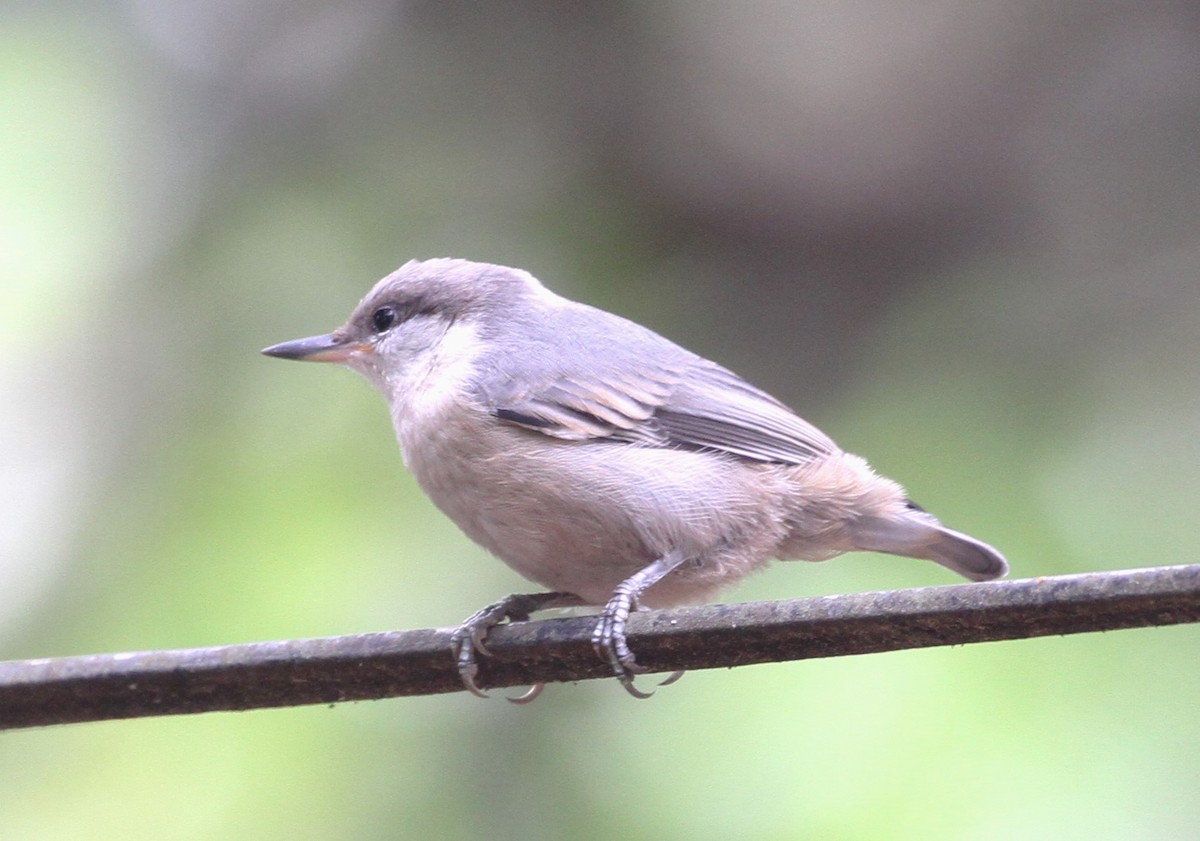 Brown-headed Nuthatch - ML618446356