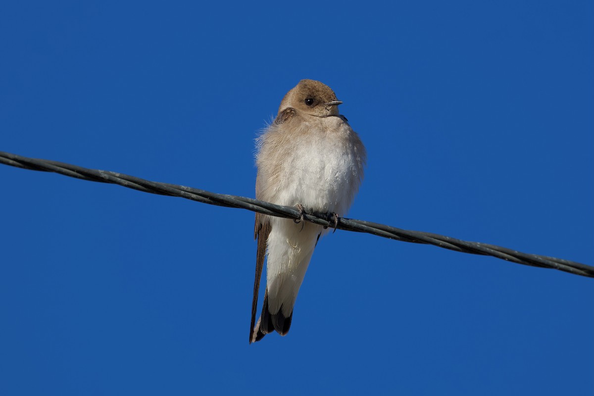 Northern Rough-winged Swallow - ML618446487