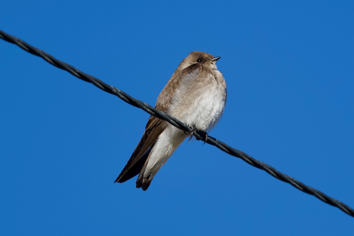 Northern Rough-winged Swallow - ML618446488