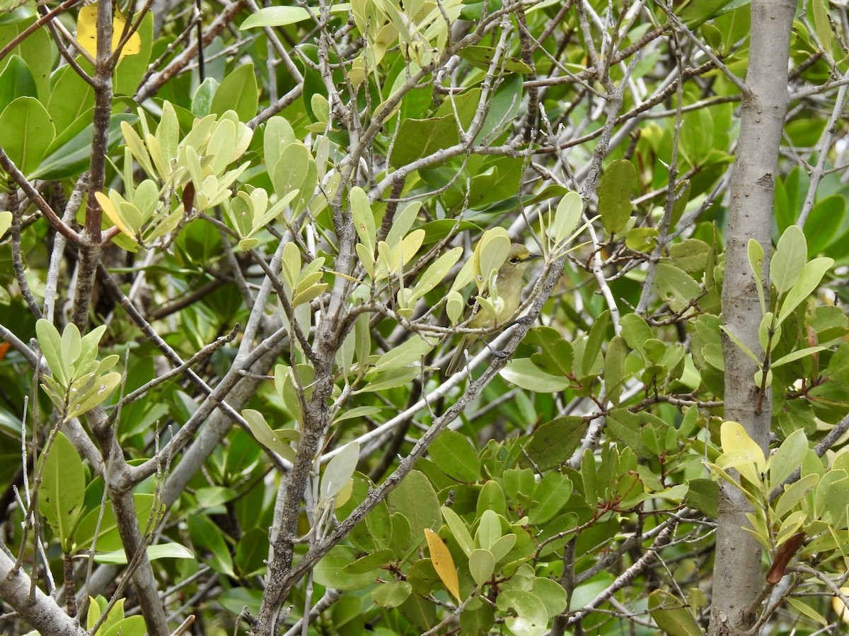Thick-billed Vireo - ML618446493