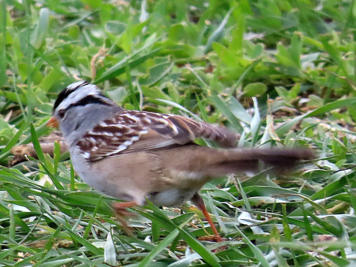 White-crowned Sparrow - Bob Pruner