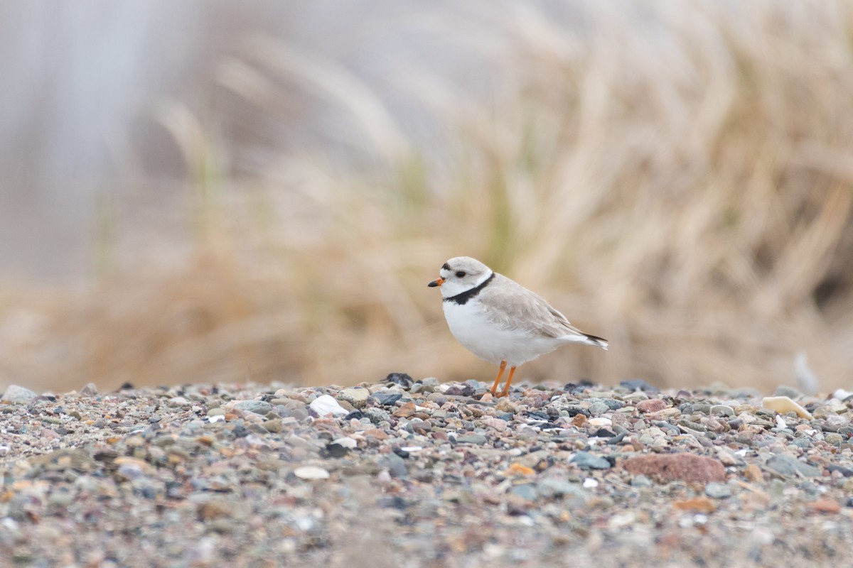 Piping Plover - ML618446502