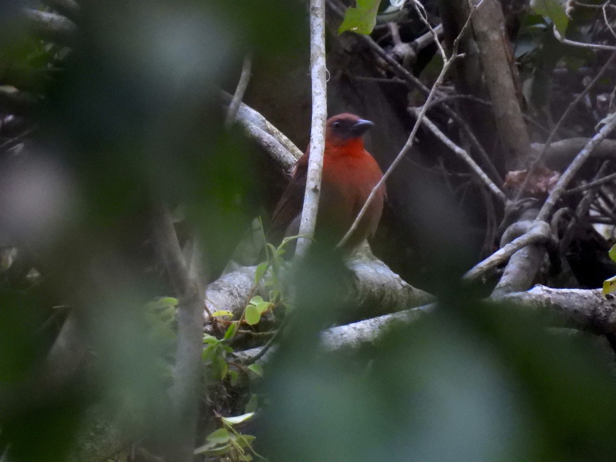 Red-throated Ant-Tanager - ML618446526
