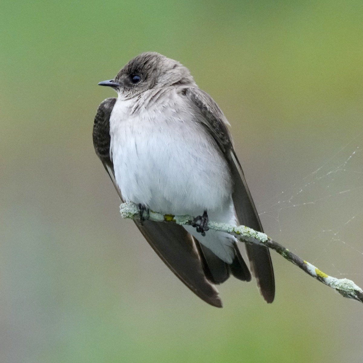 Northern Rough-winged Swallow - Charlene Fan