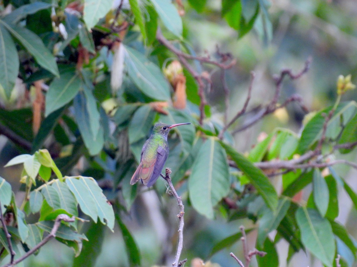 Buff-bellied Hummingbird - ML618446595