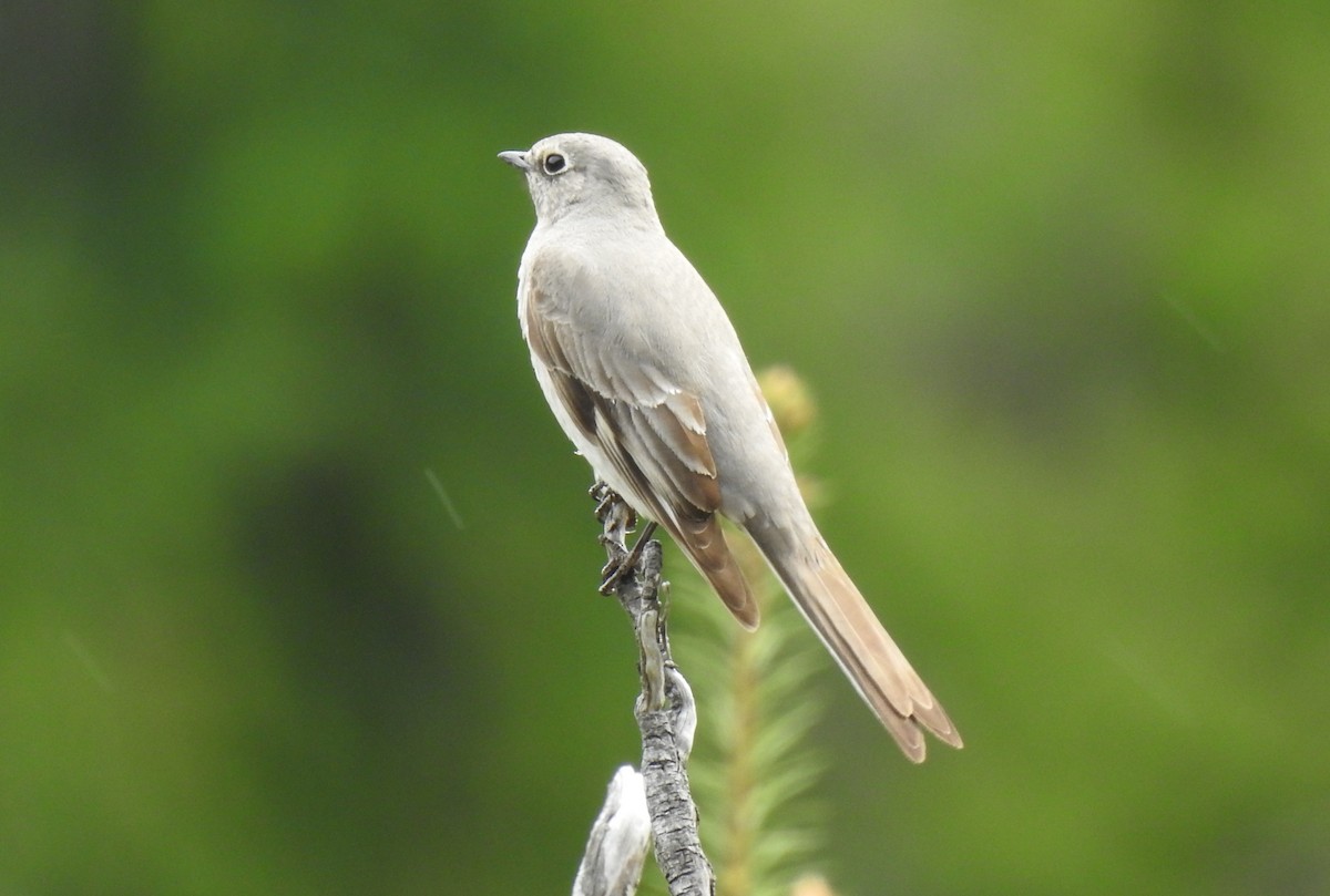 Townsend's Solitaire - ML618446603