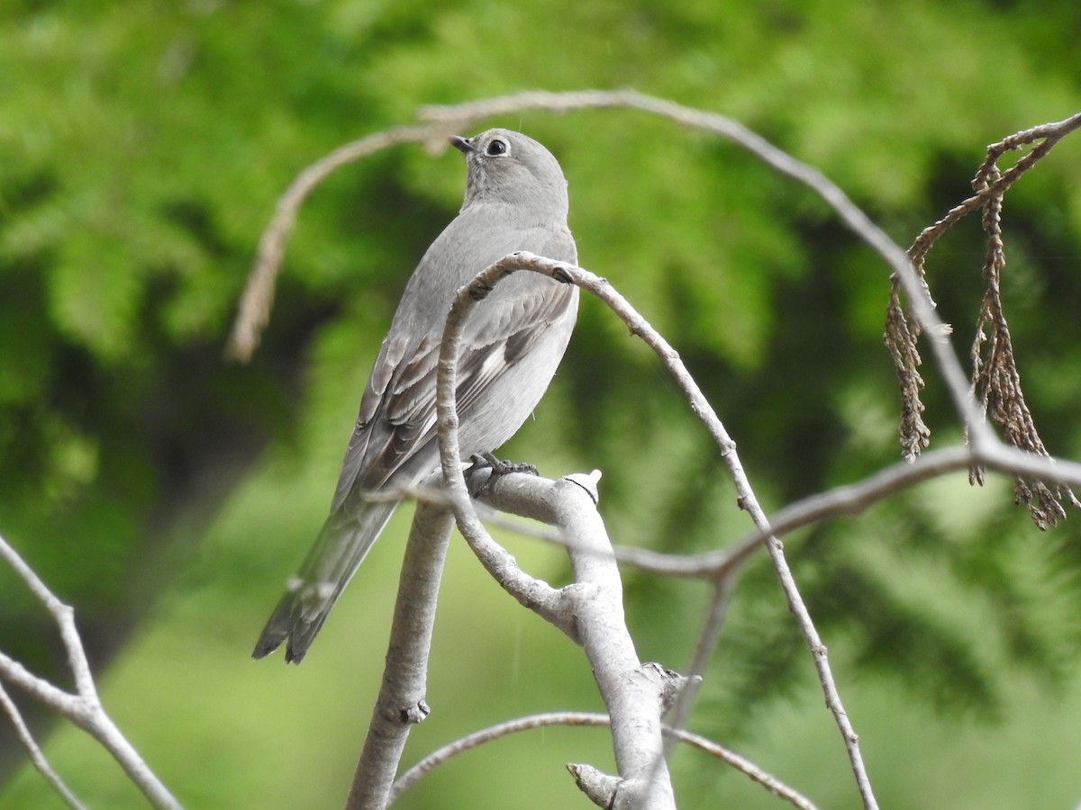 Townsend's Solitaire - ML618446606