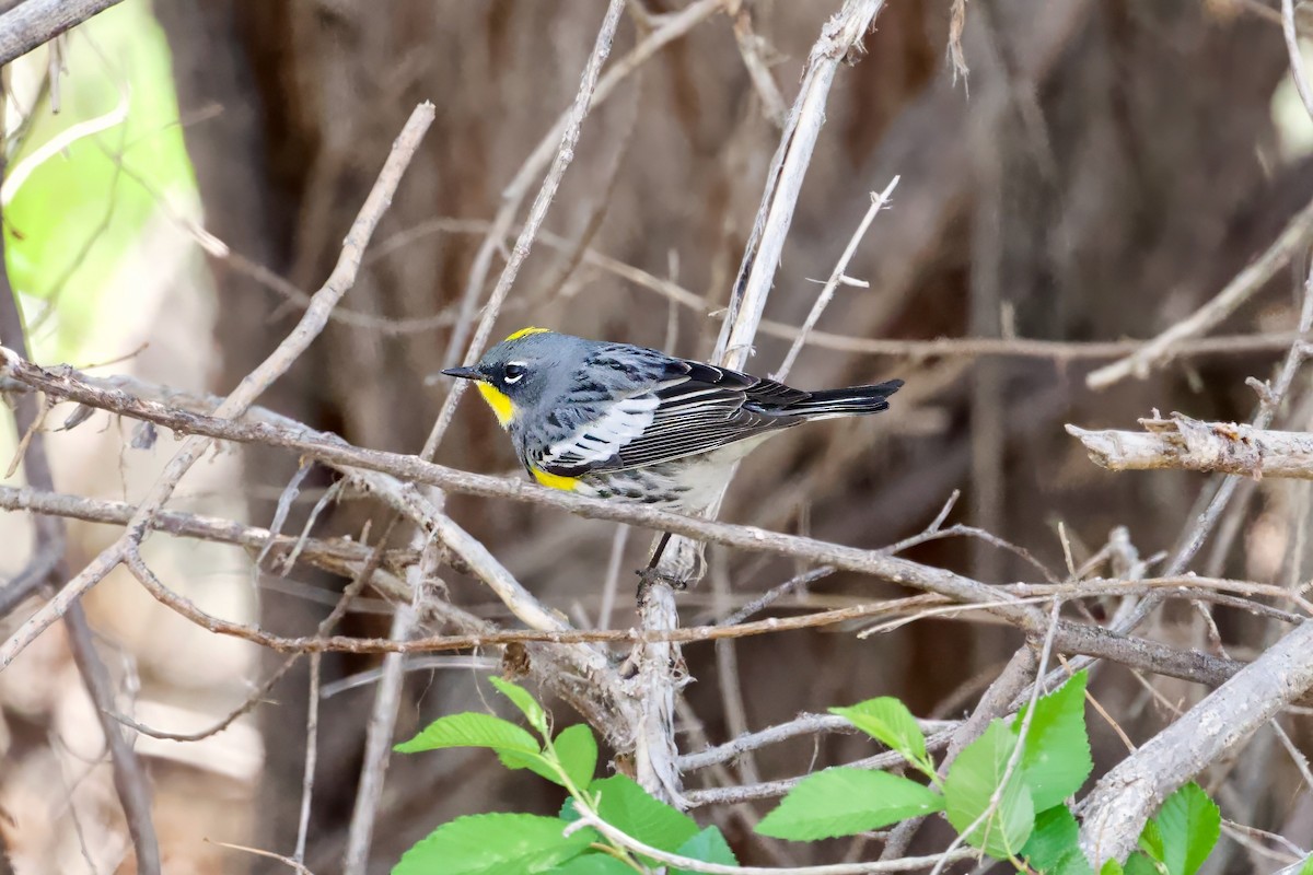 Yellow-rumped Warbler (Audubon's) - ML618446607