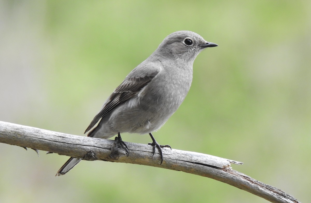 Townsend's Solitaire - ML618446609